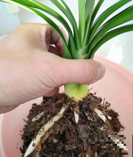 这花拔起来没有根,赶紧换盆,不然活不过俩月! 这花拔起来没有根,赶紧换盆,不然活不过俩月!