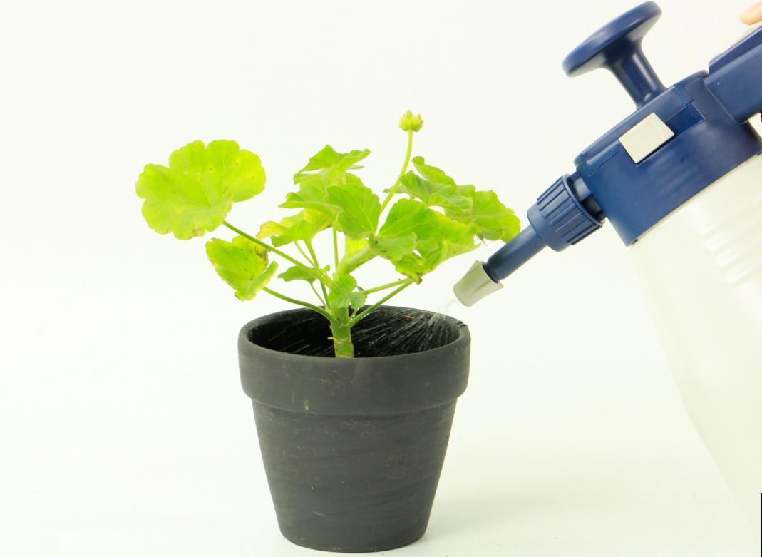 天竺葵太能开,一年能开大半年,花多还易爆盆! 天竺葵太能开,一年能开大半年,花多还易爆盆!