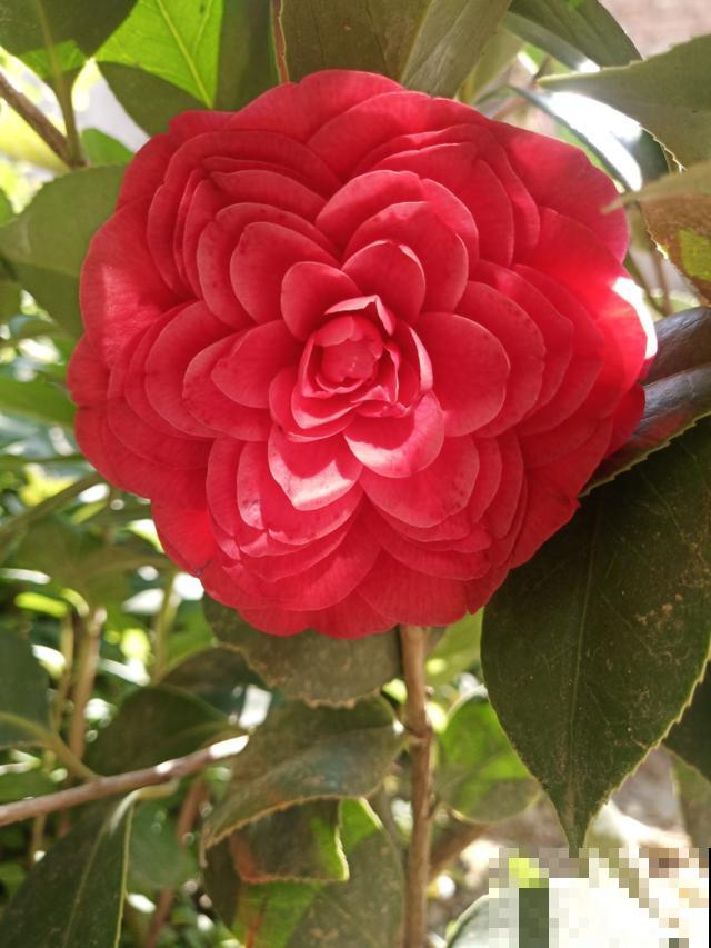 又到了养茶花的季节,给它喝点醋才能开花多,花苞个个开不停 又到了养茶花的季节,给它喝点醋才能开花多,花苞个个开不停