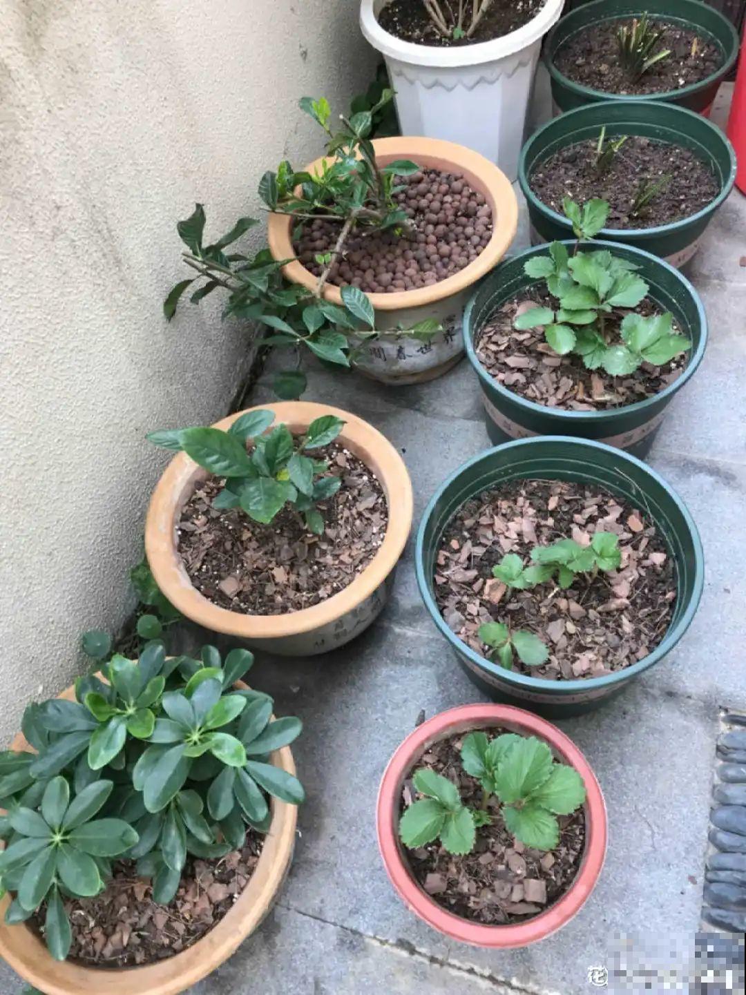 路边捡点松果，开水一烫来养花，透气不烂根！