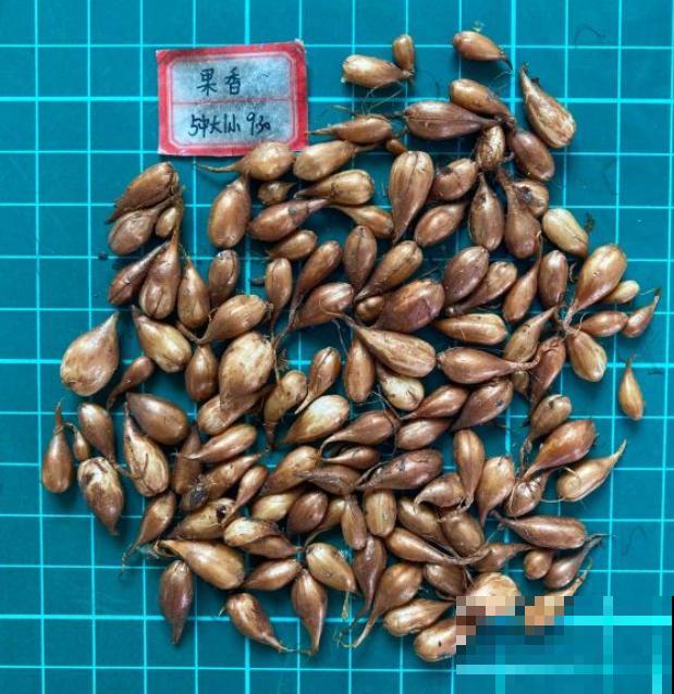 酢浆草太能生崽,一年生一堆,多得都想扔! 酢浆草太能生崽,一年生一堆,多得都想扔!