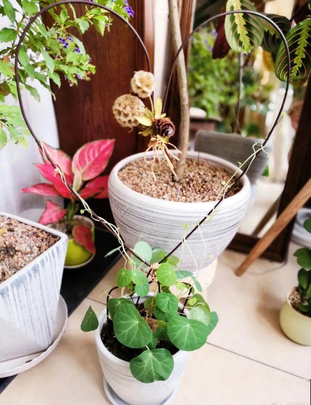 8根筷子绑一起,2个月变老桩,让你爱不释手! 8根筷子绑一起,2个月变老桩,让你爱不释手!