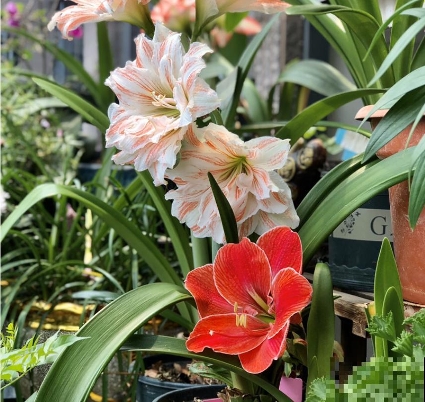 初入花坑,就选这些懒人花,种一次开好几个月! 初入花坑,就选这些懒人花,种一次开好几个月!