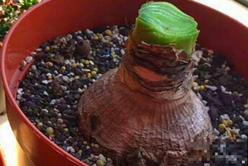 种朱顶红种球有讲究，6个错误常犯，看看你中了没！