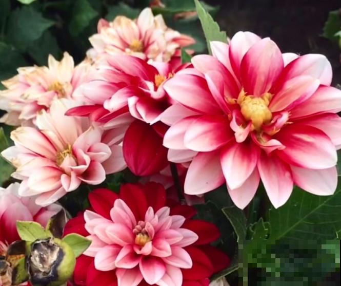 家花与野花的区别，一个娇贵、一个强悍，你更喜欢哪一种？