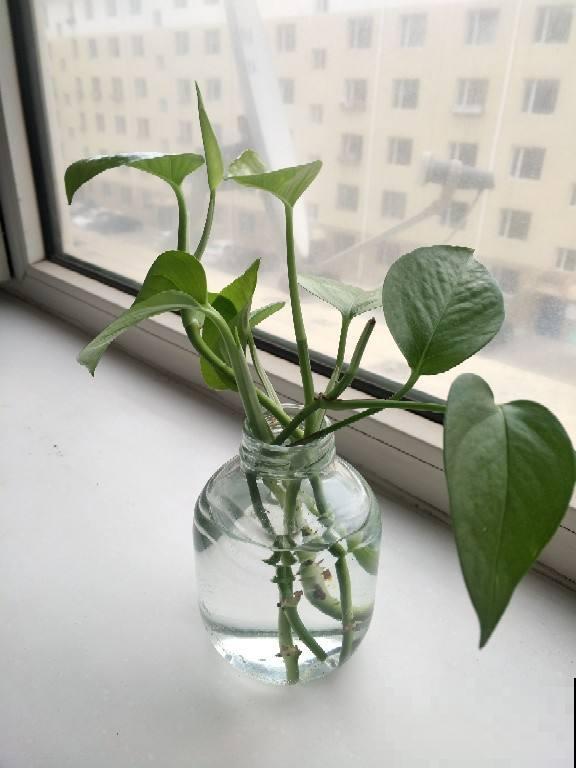 水里丢两块木炭，水培花不烂根，还能净化水质