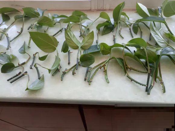 龟背竹长出长鞭子，连着茎一块砍下来，种土里就能活