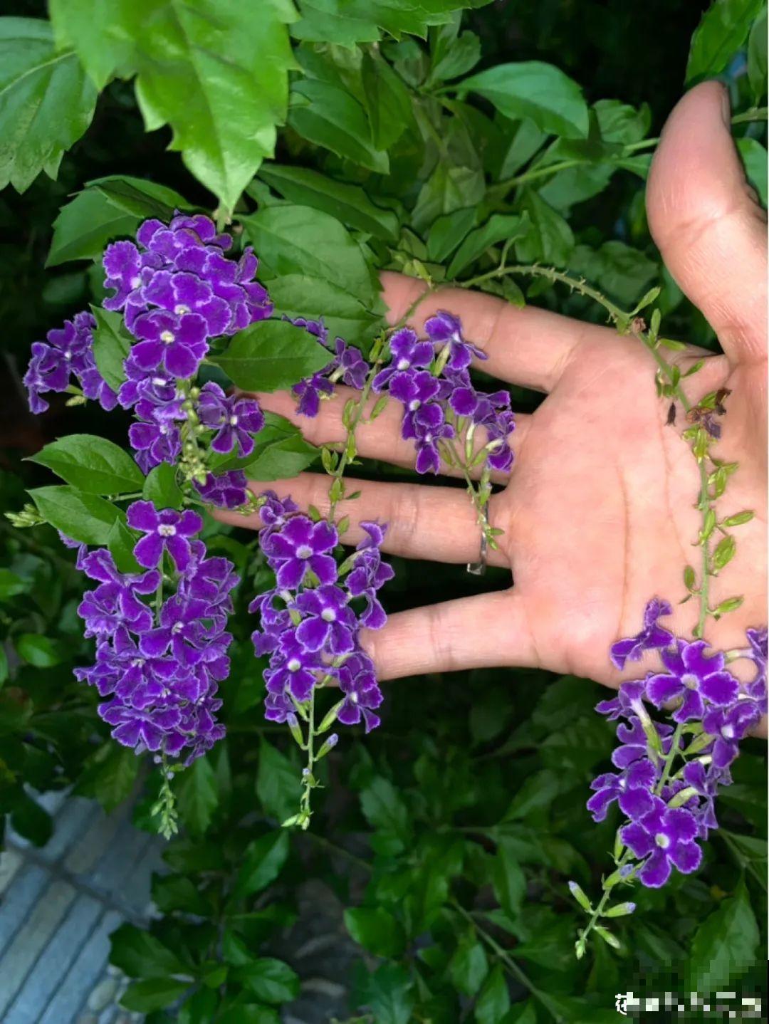 9月生日花，又美又香，寓意极好！