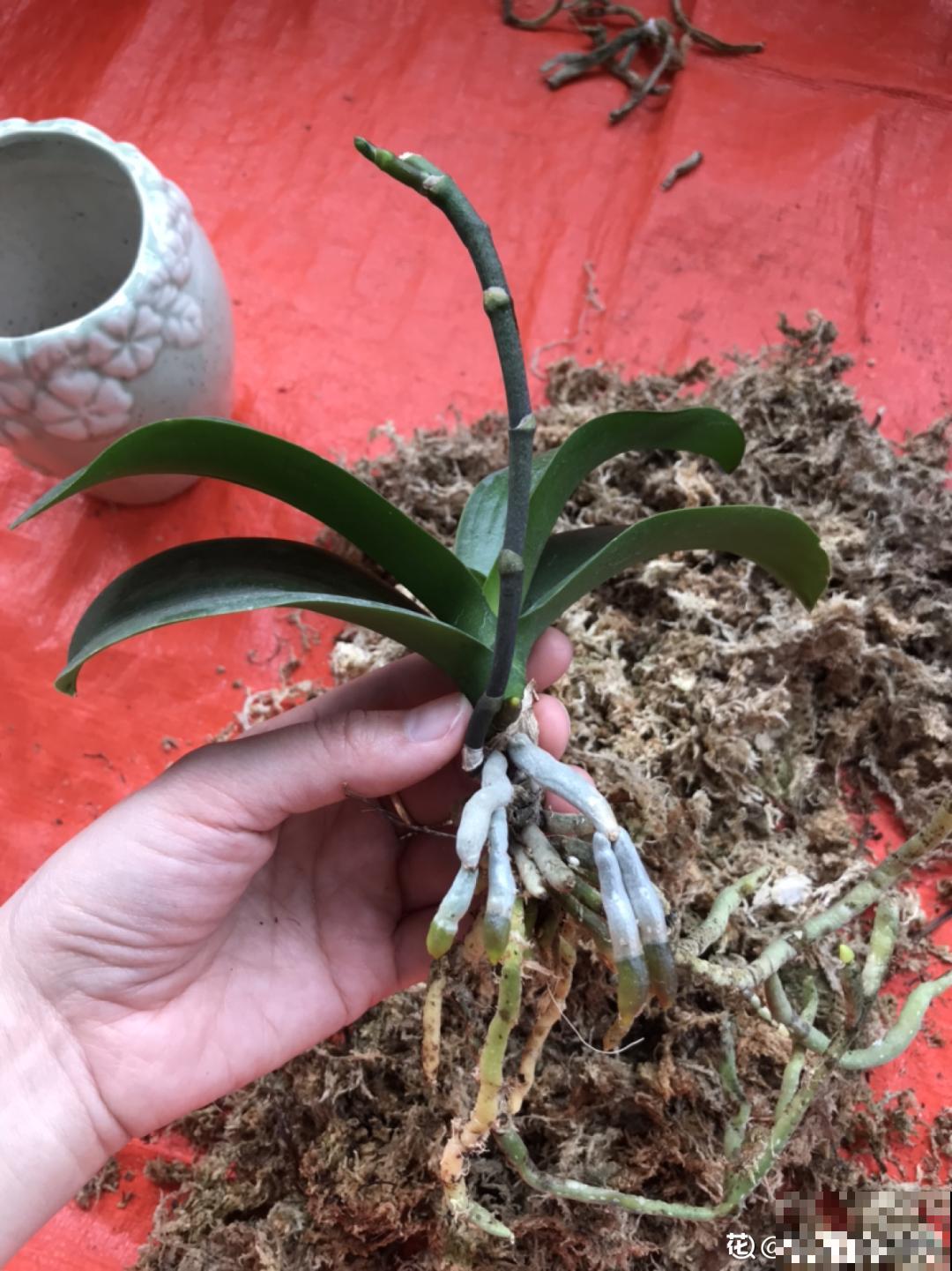 大家都爱养的花，其实只能秋天种，错过季节养不活！