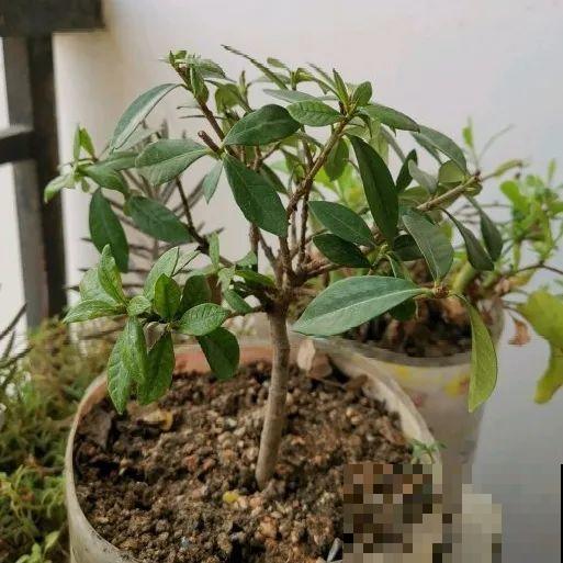 现在开始，这10种花不能剪，剪了开花难！