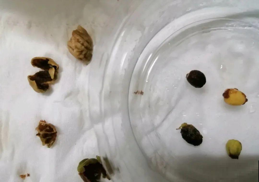 5种花，只能秋天播种，苗壮开花多！