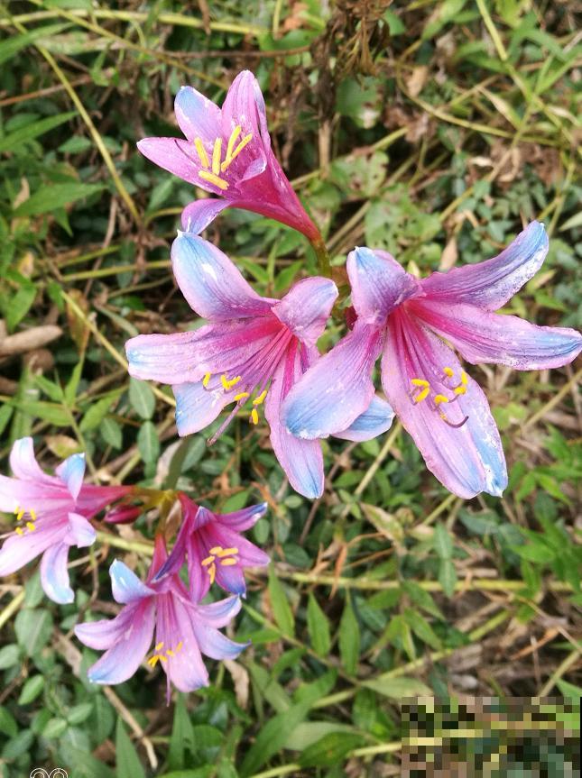 石蒜科的花,个比个漂亮,却是危险的有毒植物! 石蒜科的花,个比个漂亮,却是危险的有毒植物!