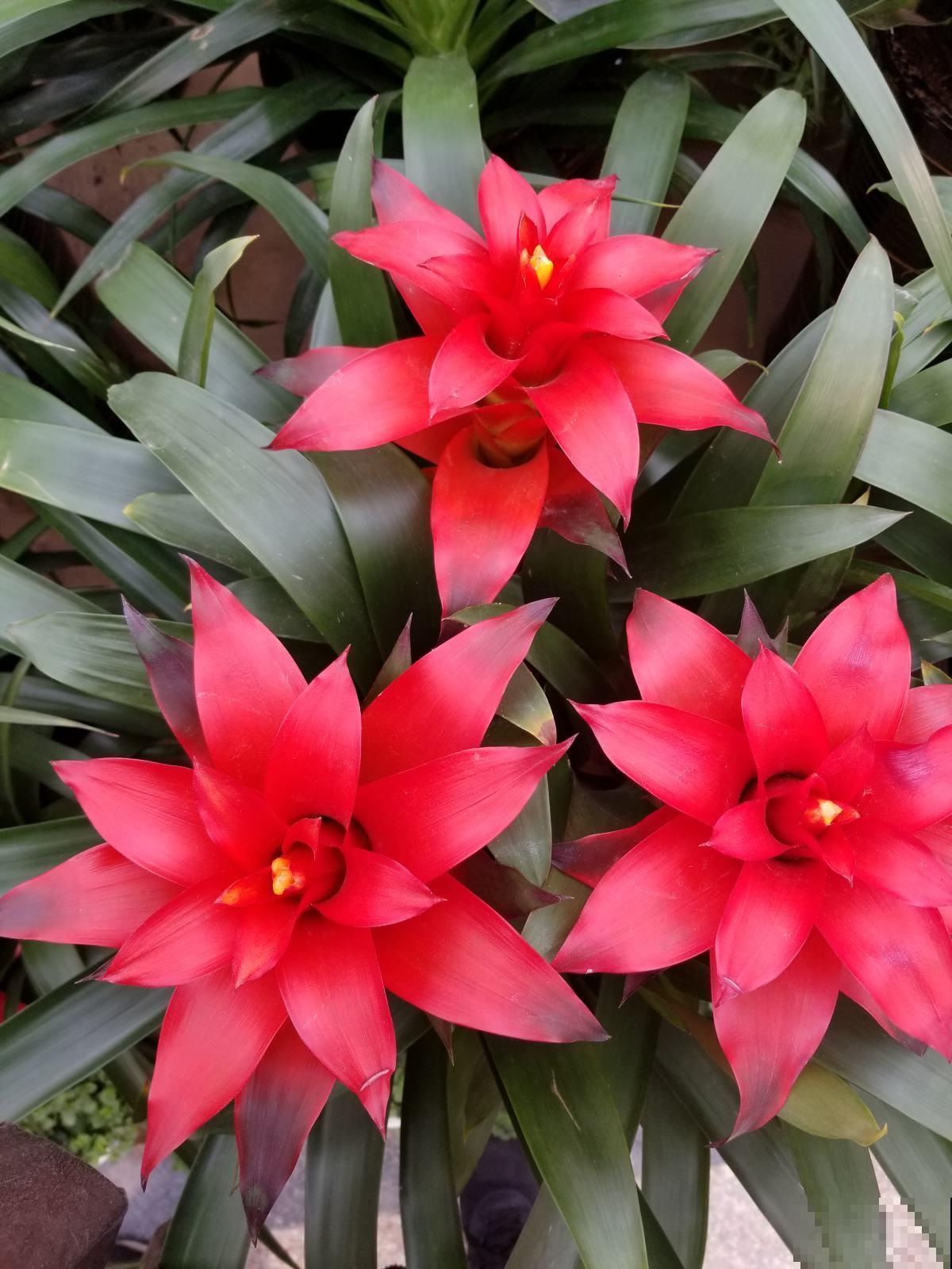 家里养盆鸿运当头,红红火火,邻居看了竖大拇指! 家里养盆鸿运当头,红红火火,邻居看了竖大拇指!