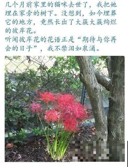 罂粟花不能随便种,私自种植,就得薅光 罂粟花不能随便种,私自种植,就得薅光