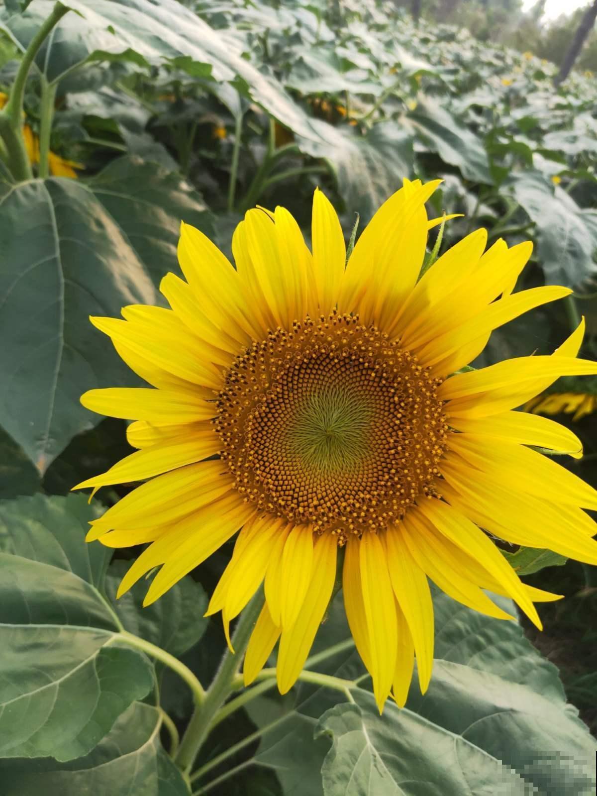 看惯了小花朵,养这5种花,开花大气惹人爱! 看惯了小花朵,养这5种花,开花大气惹人爱!