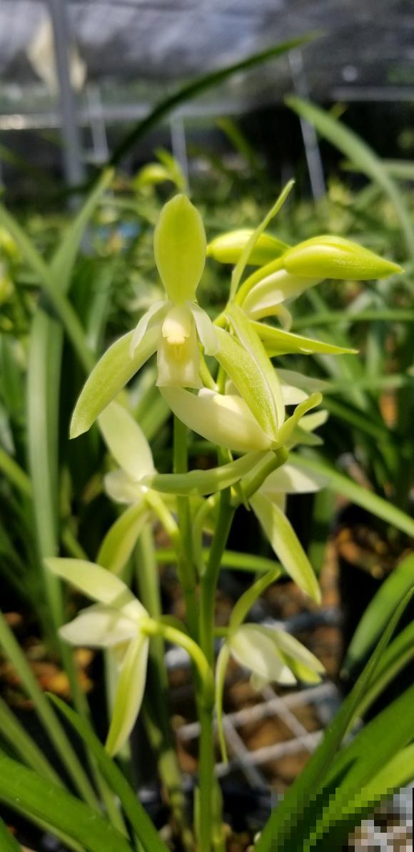 兰花入手的最佳时期,选这6个品种,便宜好活开花勤! 兰花入手的最佳时期,选这6个品种,便宜好活开花勤!