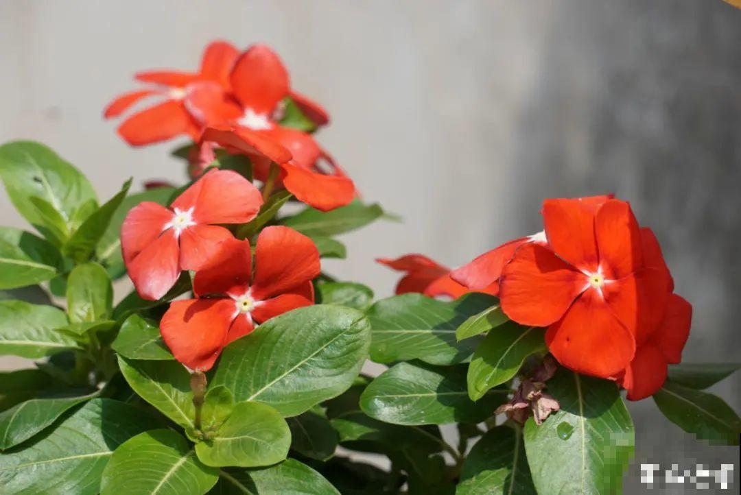 11种花,下个月就开花,现在养护是关键! 11种花,下个月就开花,现在养护是关键!