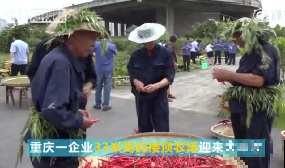 重庆一家企业,楼顶用来种菜养花,佩服! 重庆一家企业,楼顶用来种菜养花,佩服!