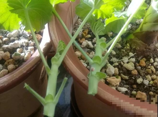 扦插最佳时期到了,有这花赶紧插,沾土就能活! 扦插最佳时期到了,有这花赶紧插,沾土就能活!