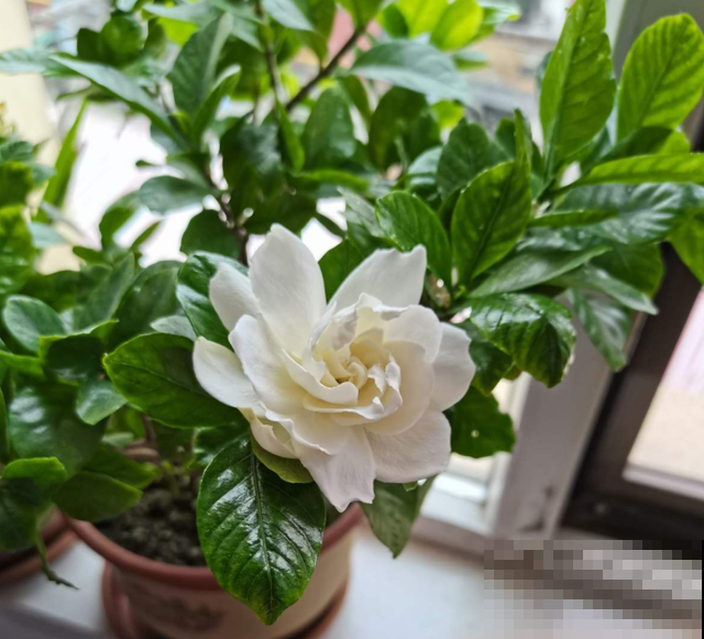 养花不要贪多，只选一个最好的品种，随便养养就爆盆！