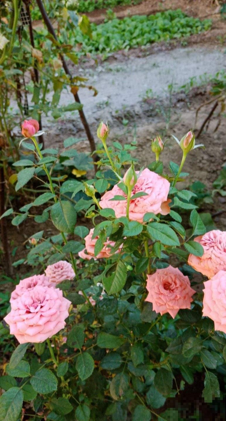 秋季养花大合集，30种花，你想要的我全有！