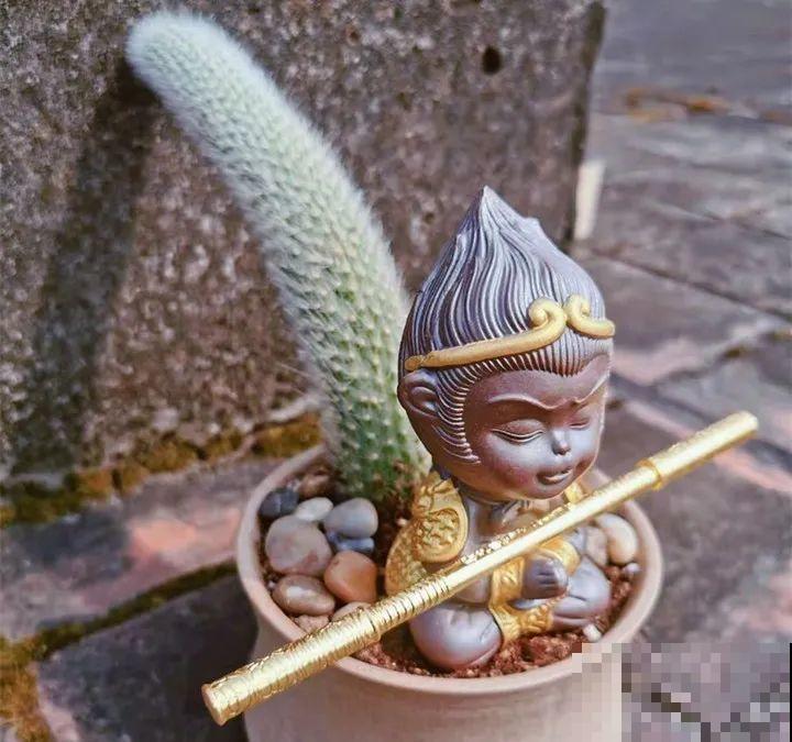 5种新颖的花，邻居没见过，养了你就被羡慕吧！