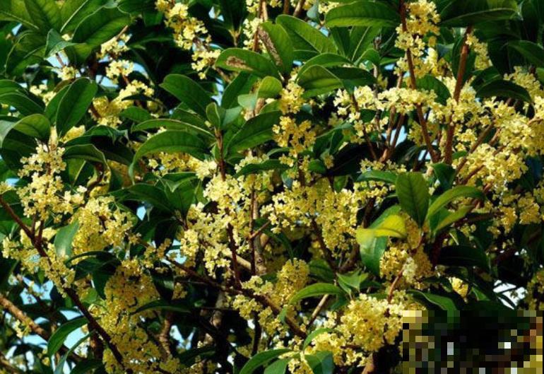 最适合各个地方养的花，快看你的家乡，适合养哪些花！