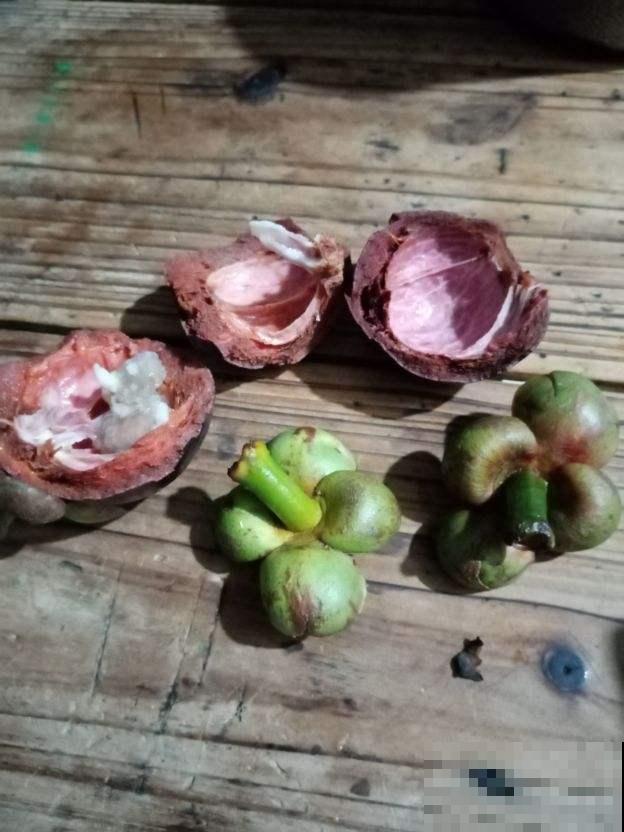 路边常见的行道树,种子捡回家,就能种出小盆栽 路边常见的行道树,种子捡回家,就能种出小盆栽