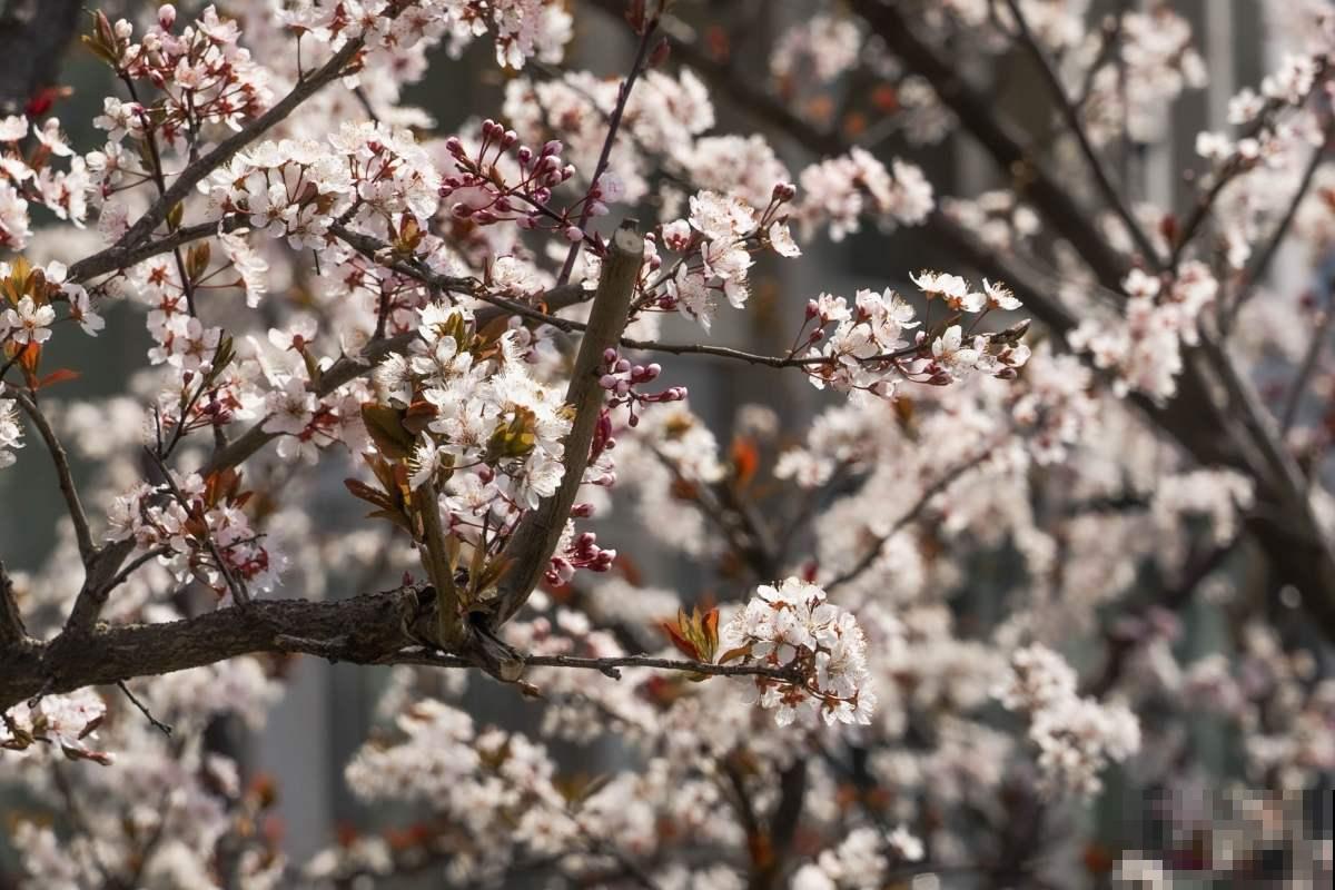 5步种好盆栽紫叶李,简单还省钱,来年果子长满盆! 5步种好盆栽紫叶李,简单还省钱,来年果子长满盆!