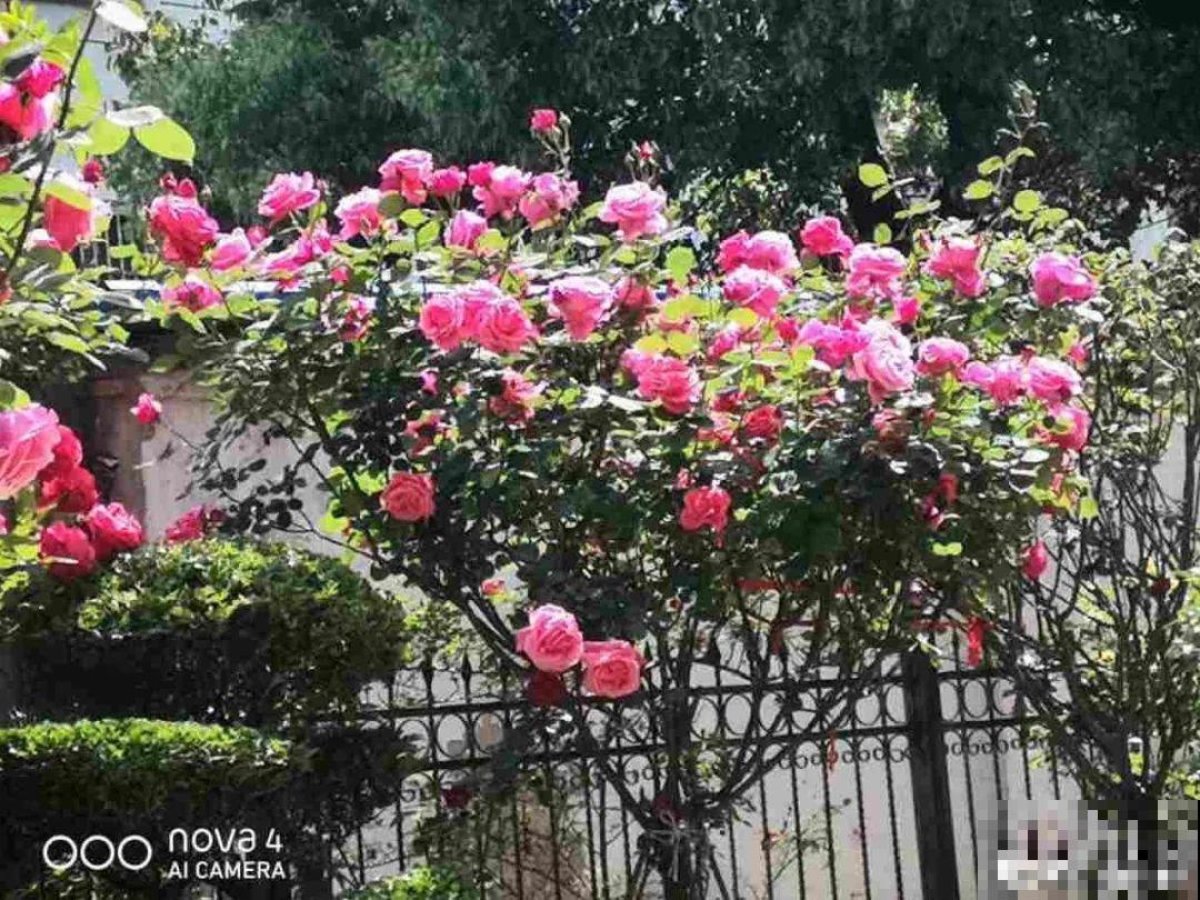 嫁接达人,玉树嫁接长寿上,花友直呼内行! 嫁接达人,玉树嫁接长寿上,花友直呼内行!