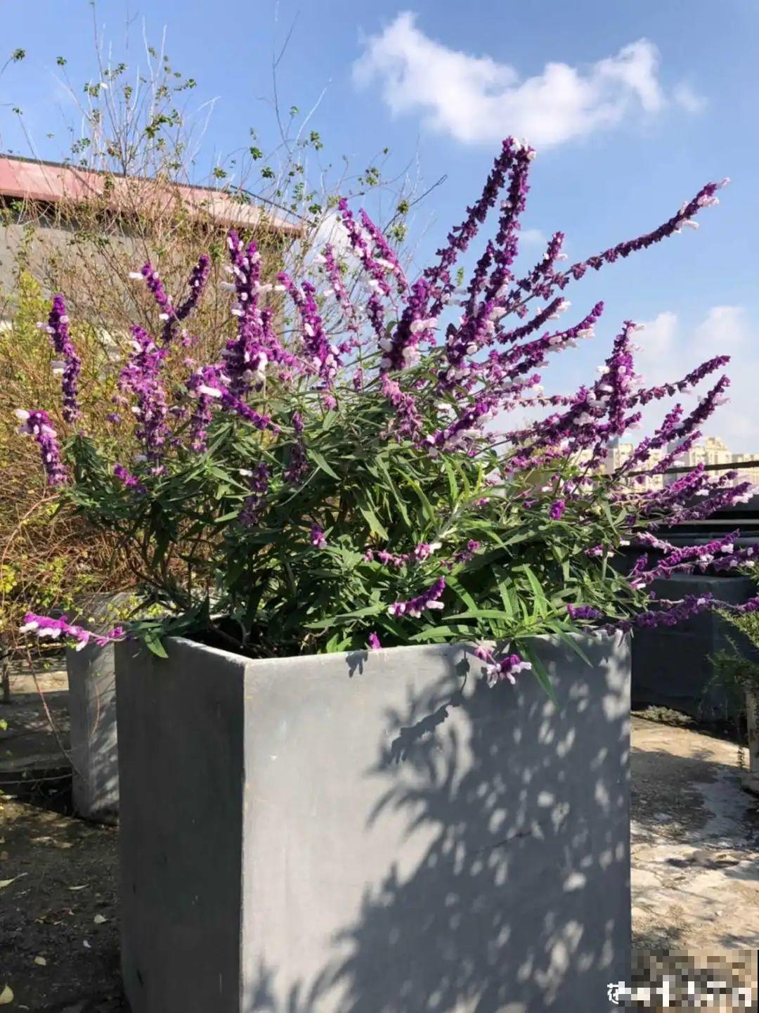 卧室养花要警惕，选不对，让你整夜睡不着！