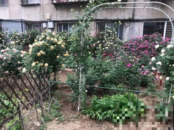 白色蜀葵竟被拦腰折断,说是因为颜色不吉利,真无语! 白色蜀葵竟被拦腰折断,说是因为颜色不吉利,真无语!