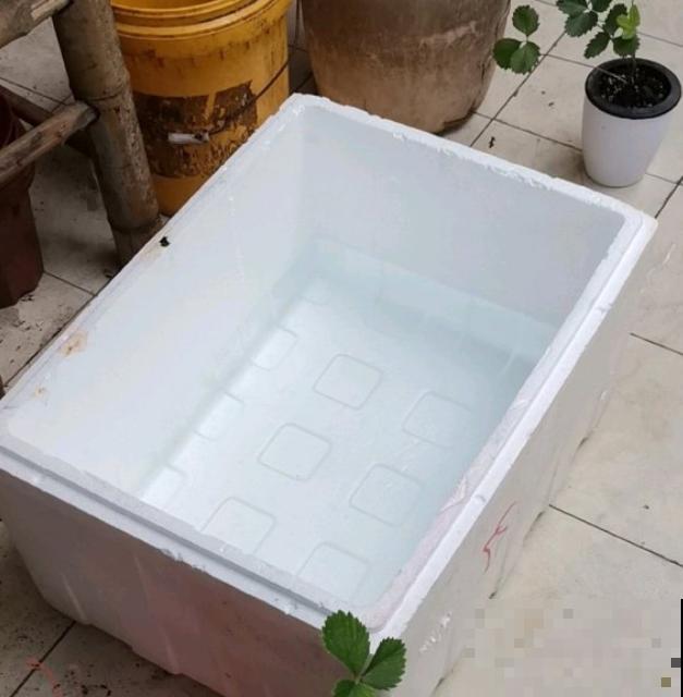 天凉最适合扦插,绣球随便剪根枝,插水里都能活! 天凉最适合扦插,绣球随便剪根枝,插水里都能活!