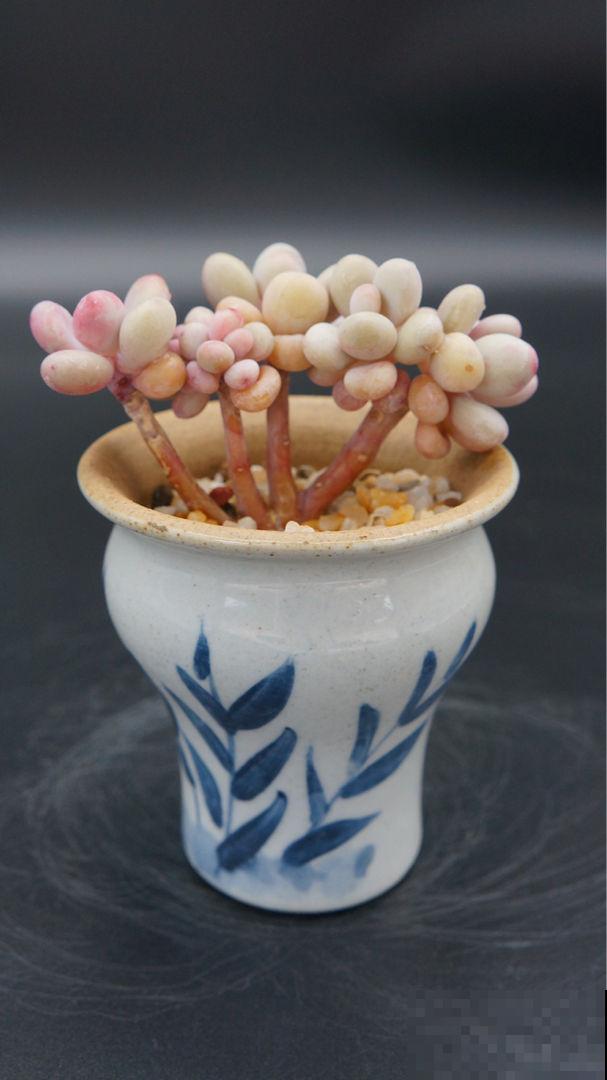 秋天养桃蛋,多晒太阳少浇水,长成胖乎乎的肉墩子 秋天养桃蛋,多晒太阳少浇水,长成胖乎乎的肉墩子