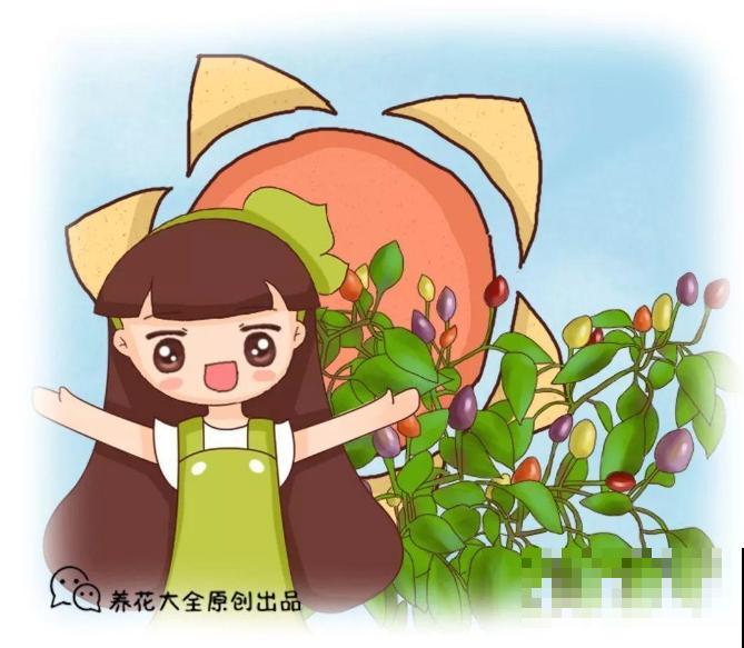 一盆五彩椒，结果好几斤，再也不用买辣椒！