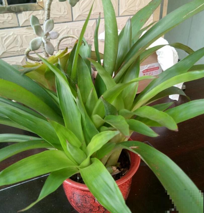 花市这种花是一次性的,开完花就死,可以扔掉了! 花市这种花是一次性的,开完花就死,可以扔掉了!