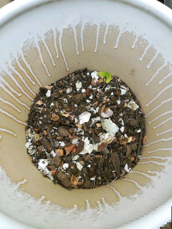 秋凉容易生虫子，月季招来害虫，必须赶紧换盆