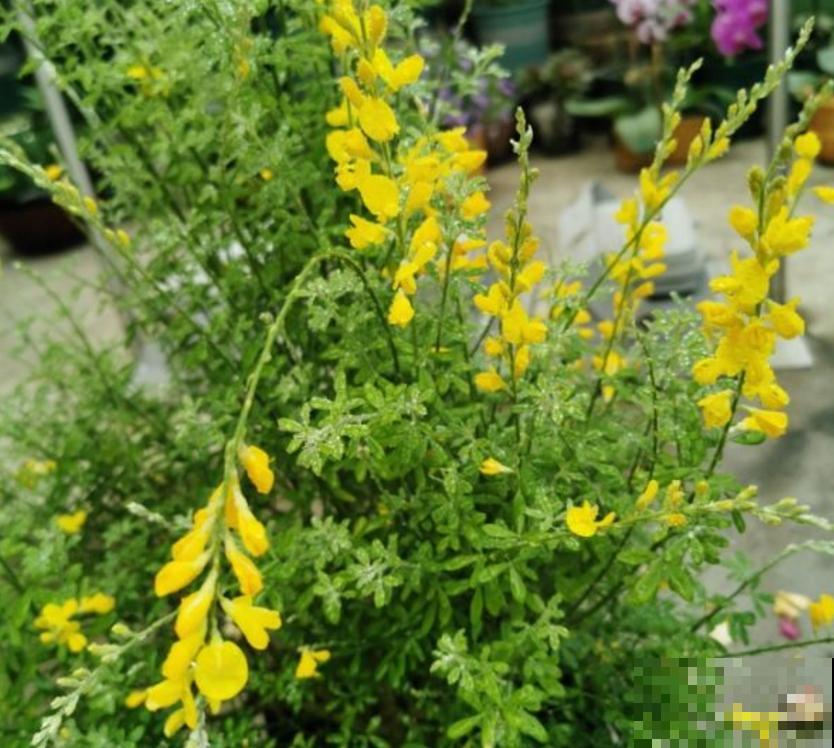 金雀花特抗造，咋养都能活，养它太省心！