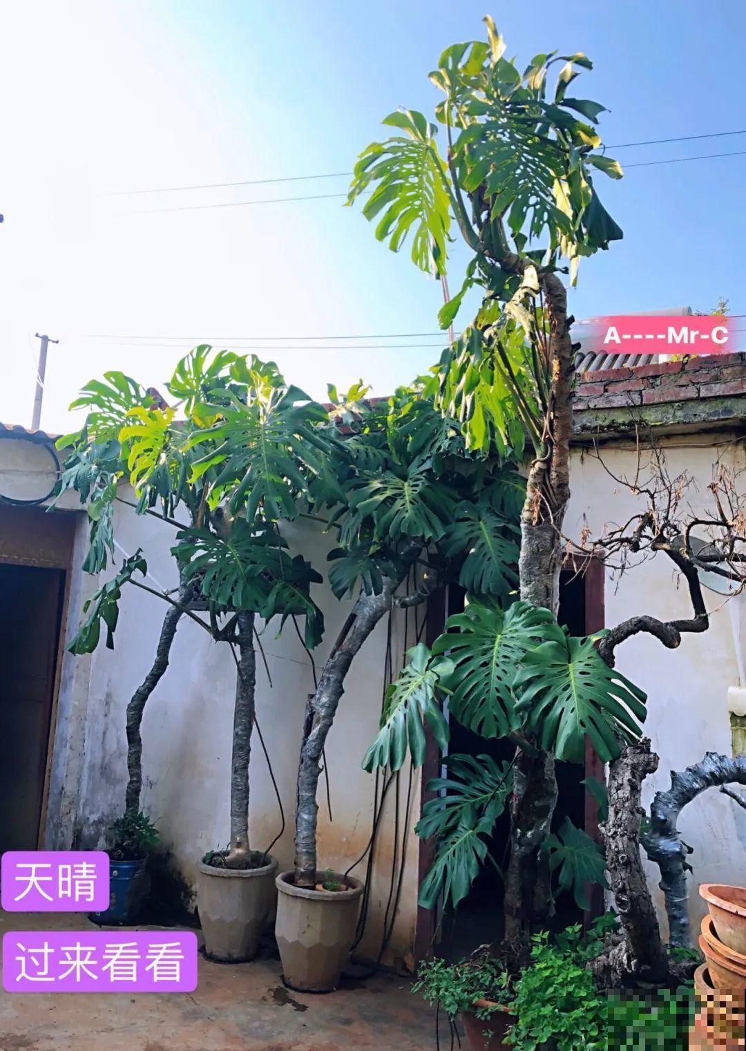 1米7的天竺葵，开花成瀑布，太震撼了