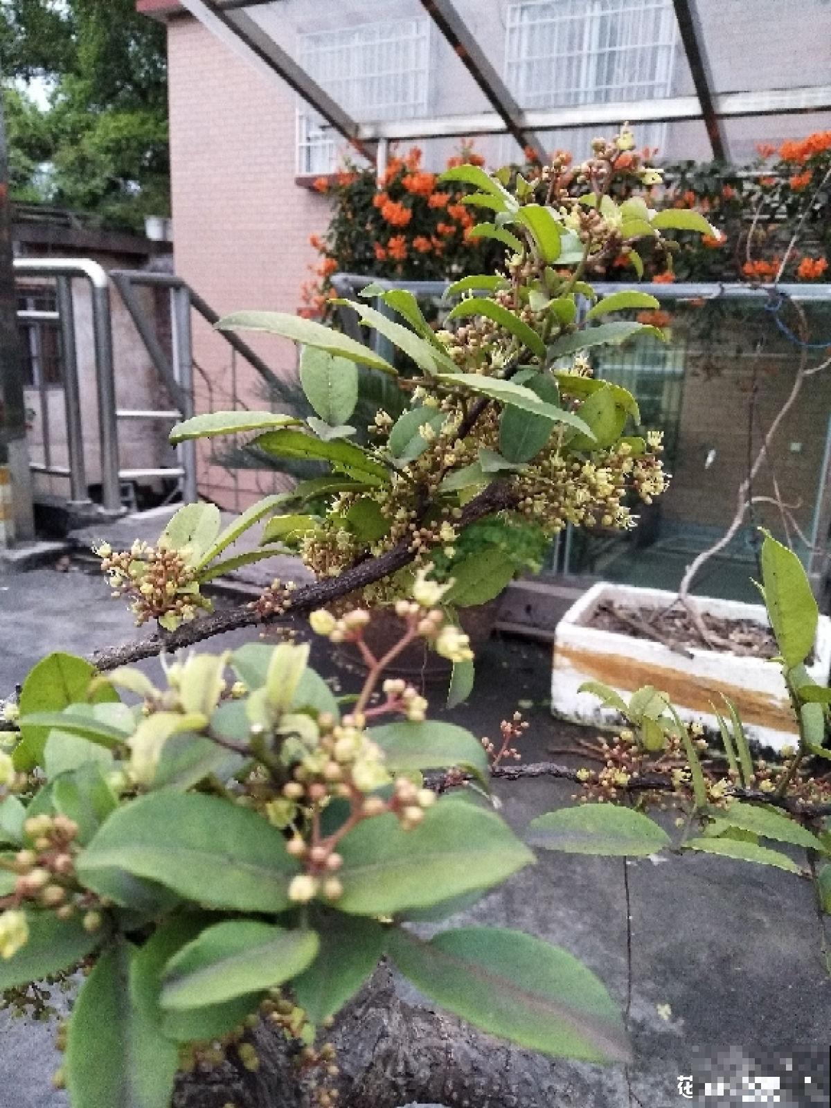 夏天养香草,摘下叶子能泡茶,还能清热解毒! 夏天养香草,摘下叶子能泡茶,还能清热解毒!