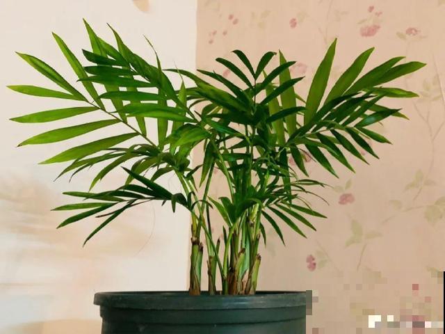 看图猜花名，100道题，测你的养花天分！