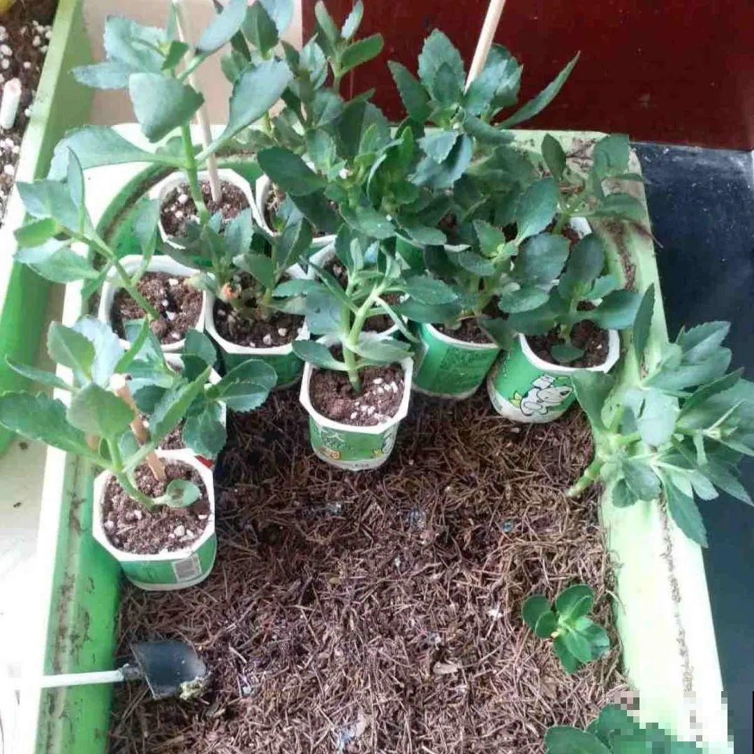 换盆扦插要抓紧，现在正是最佳时期，再晚来不及了！