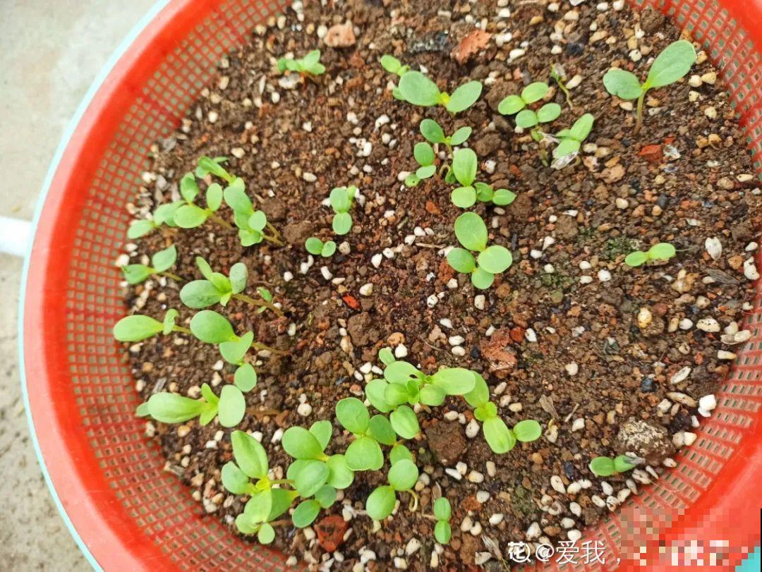 立秋后养花,8个注意事项,把花养的像白菜! 立秋后养花,8个注意事项,把花养的像白菜!