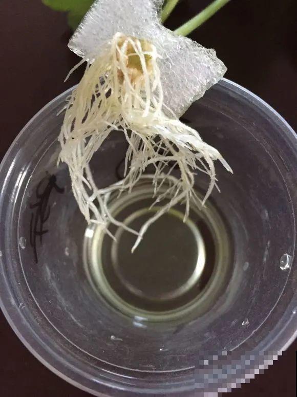 公认难养的花,养一盆死一盆,从来没有养活过! 公认难养的花,养一盆死一盆,从来没有养活过!