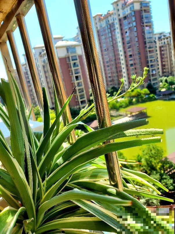 秋天是换盆好时机,花都睡醒了,换盆才能长得快 秋天是换盆好时机,花都睡醒了,换盆才能长得快