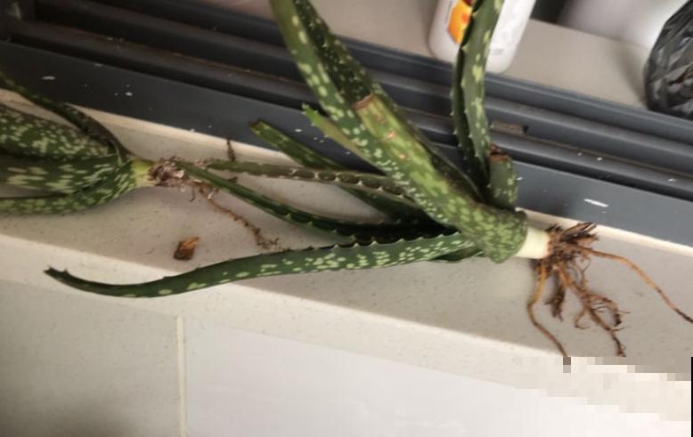 马上处暑了，这5种花最怕闷，别再浇水了！