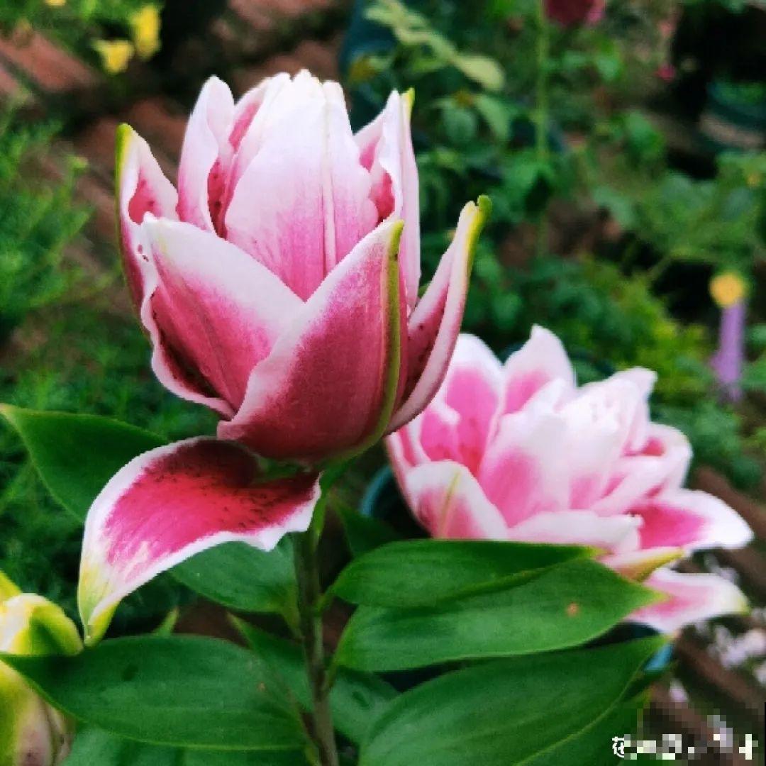 看图猜花名，100道题，测你的养花天分！