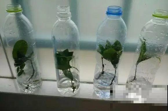 扦插有啥难？1根吸管，插活6盆花，太简单了！