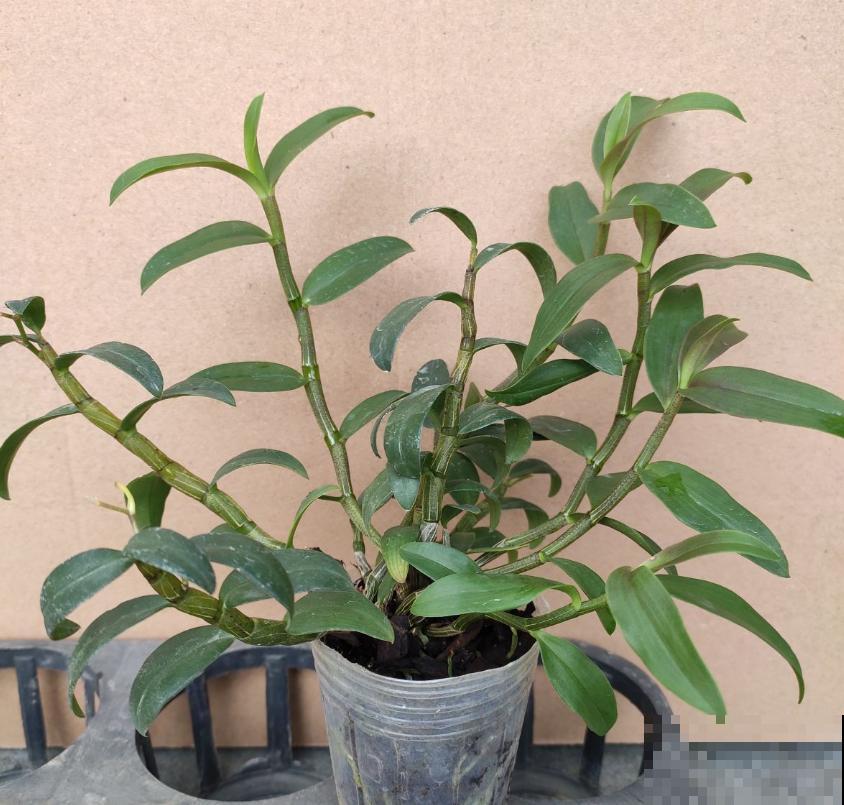 小众盆栽云南铁皮，把“黄金”种到家里，值大了！