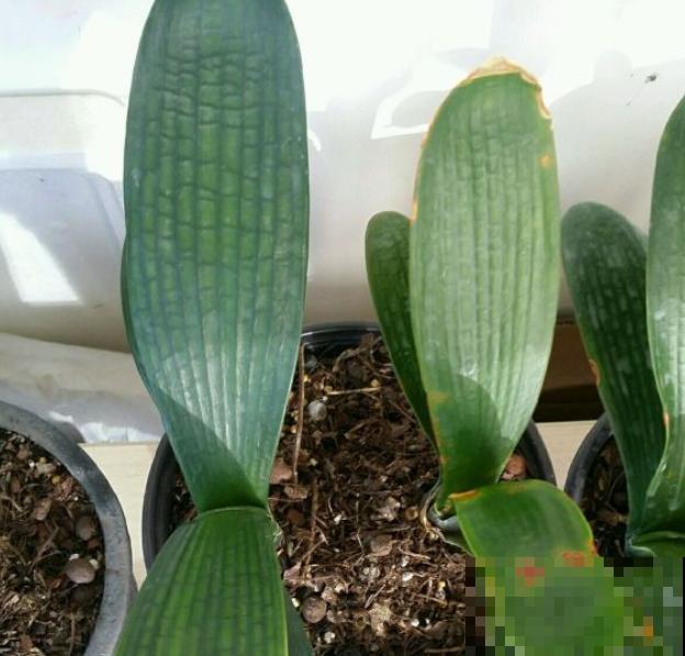 马上处暑了,这5种花最怕闷,别再浇水了! 马上处暑了,这5种花最怕闷,别再浇水了!